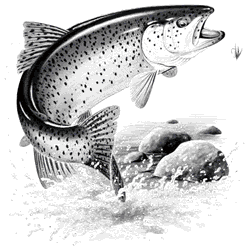 RAINBOW TROUT 07350SA2.gif
